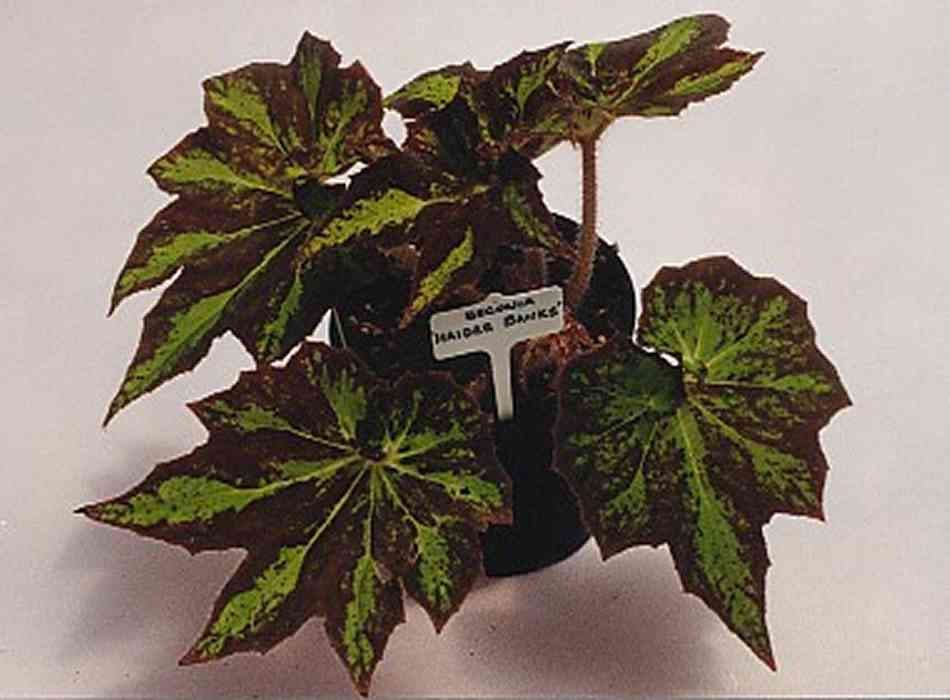 B. ‘Haidee Banks’